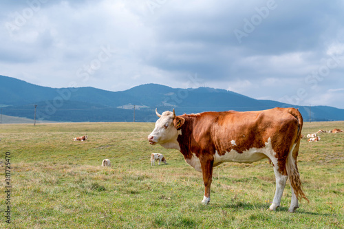 Portrait of big brown white bull in a green meadow with beautiful landscape in the background.  © Drpixel