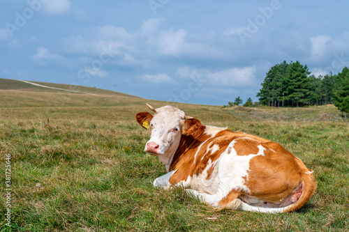 Portrait of single cow on a meadow in high mountains