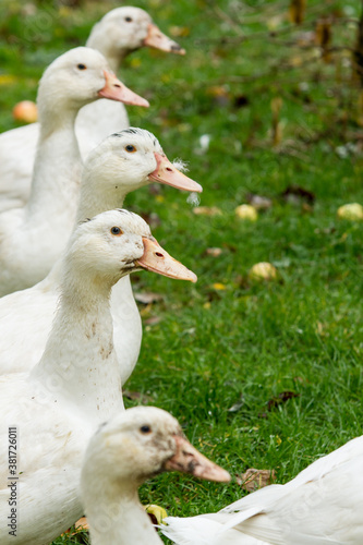 Family of ducks © metapompa