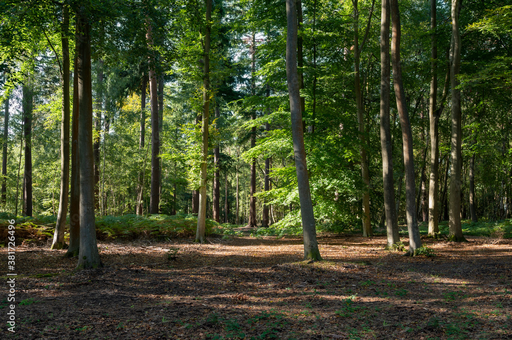Forest and Woodland walk in Hampshire England Great Britain . Forest and Woodland walk in Hampshire England Great Britain .