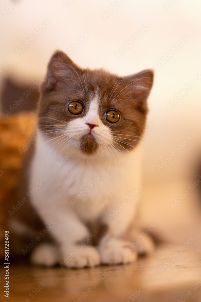 Britisch Kurzhaar Katze Kitten romantisch und edel Britisch Kurzhaar Katze Kitten romantisch und edel