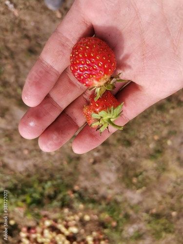 hand holding a red strawberry