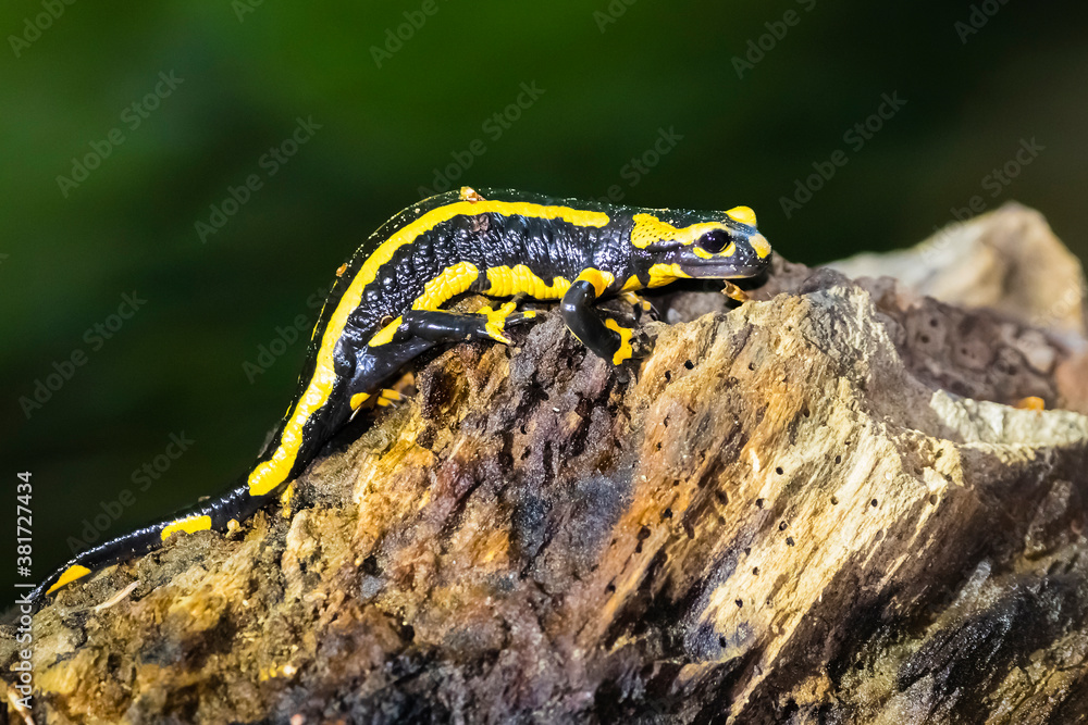 Feuersalamander Feuersalamander