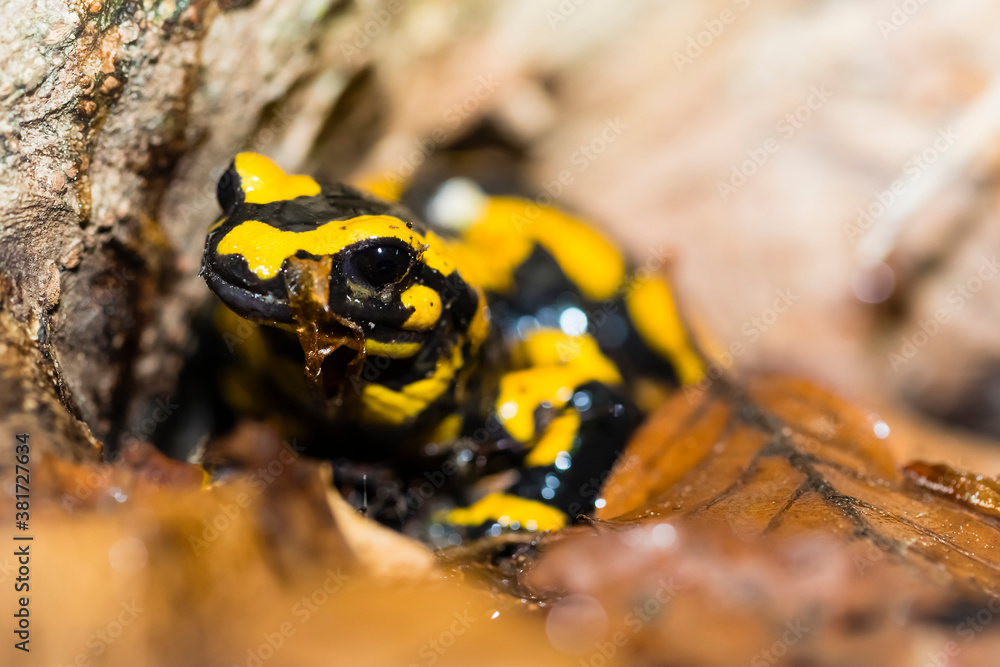 Fototapeta premium Feuersalamander 