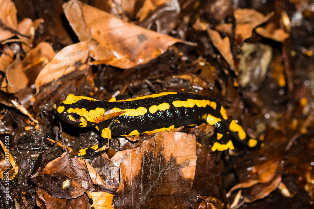 Fototapeta premium Feuersalamander 