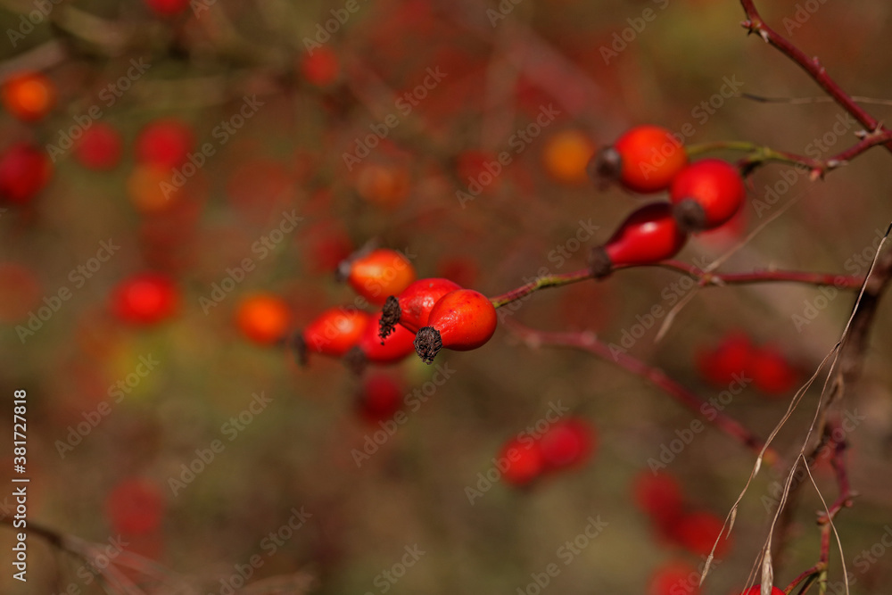 Rosehip plant protecting from influenza