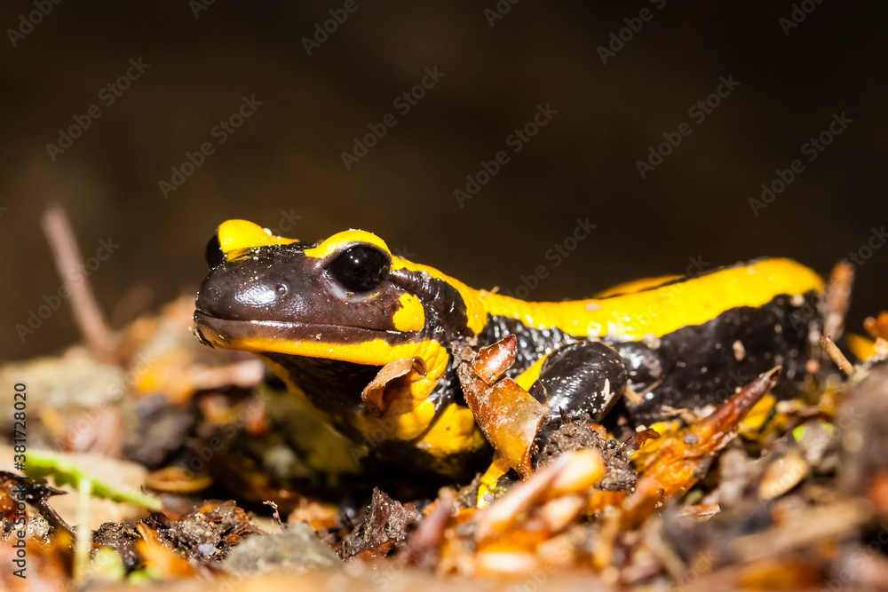 Fototapeta premium Feuersalamander 