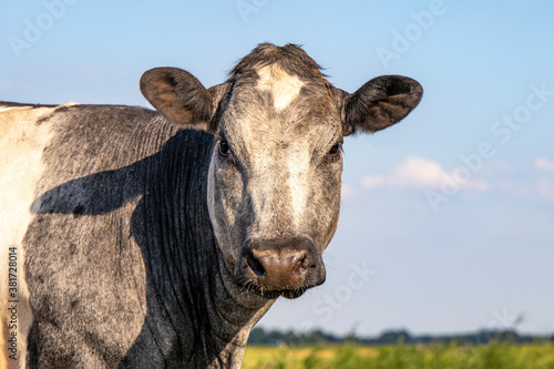 Portrait of the round face of a muscular beef cow, Belgian Blue, in a field looking at the camera, gray and white