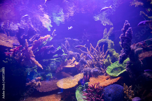 Fish in the aquarium. Oceanarium. Ocean fish in the aquarium. Nature conservation concept.