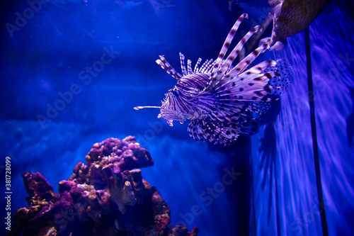 Fish in the aquarium. Oceanarium.
Ocean fish in the aquarium. Nature conservation concept. photo