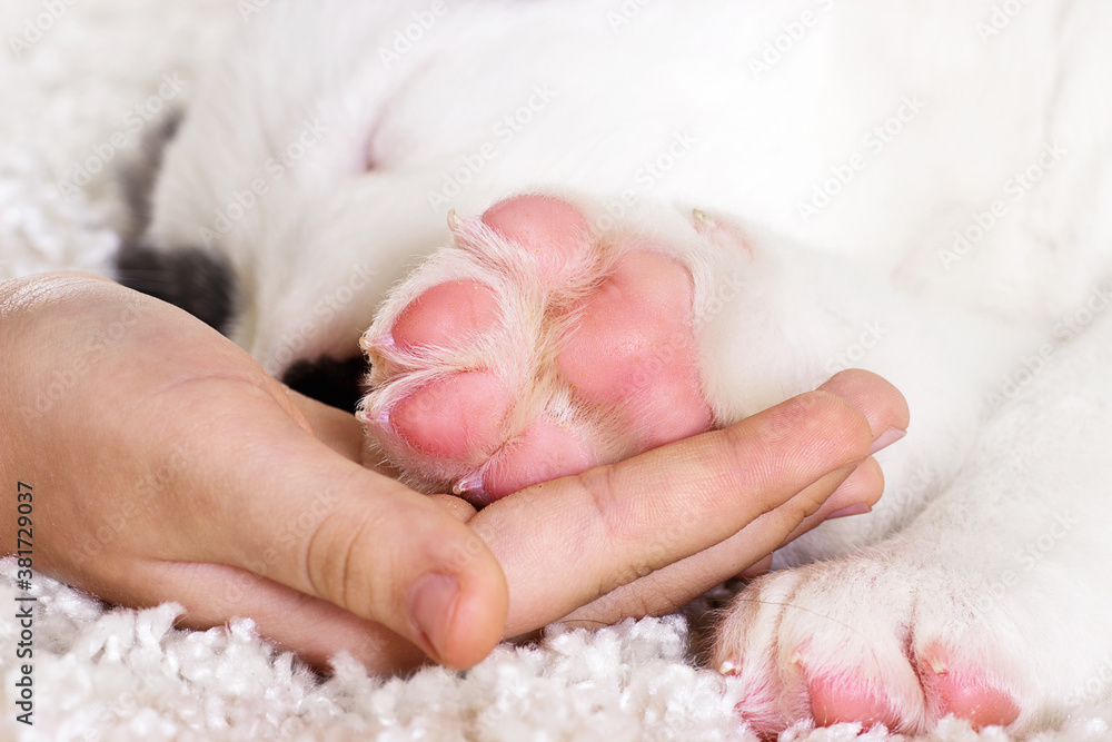 paw in hand paw in hand
