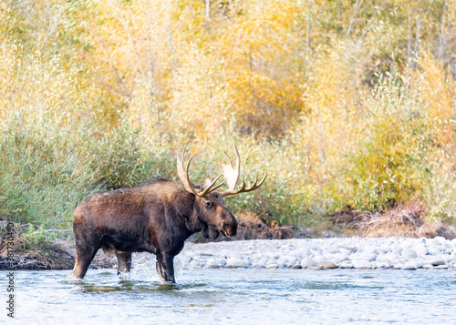 Bull Moose (Alces alces), Fall, Grand Teton National Park, Wyoming, USA © Tom