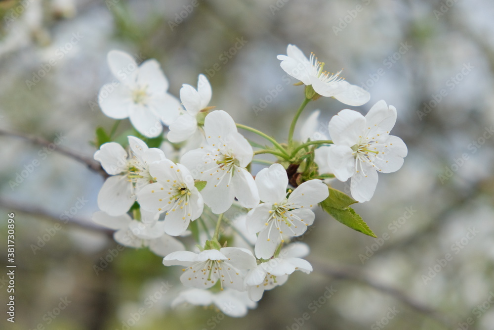 A branch of a blossoming cherry tree. Inflorescence of white cherry flowers in spring. A branch of a blossoming cherry tree. Inflorescence of white cherry flowers in spring.