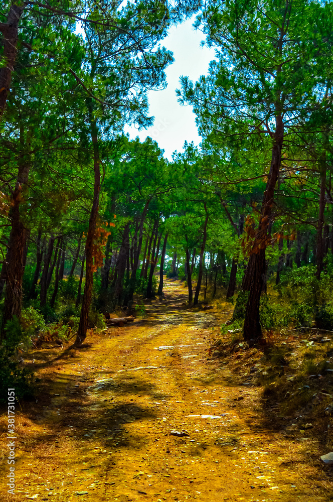 Fototapeta premium autumn in the forest