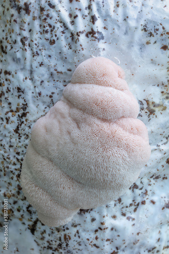 Close up of young Lion's Mane Mushroom growing on a synthetic log, supplemented sawdust substrate