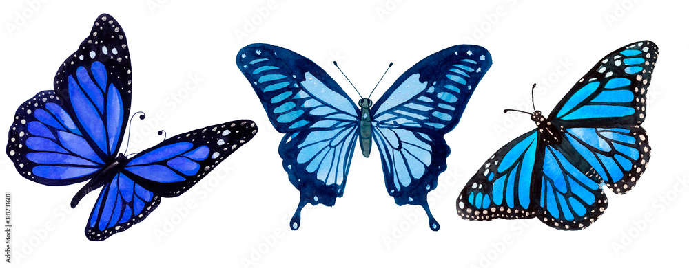 butterfly isolated on white background, Blue butterflies