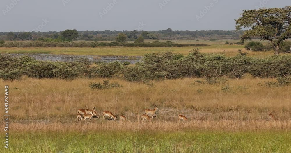 Impala antelope family (Aepyceros melampus) Caprivi strip game park, Nambwa Namibia, Africa safari wildlife and wilderness Impala antelope family (Aepyceros melampus) Caprivi strip game park, Nambwa Namibia, Africa safari wildlife and wilderness