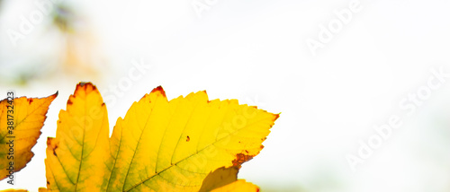 Autumn background with maple leaves. Yellow maple leaves on a blurred background. Copy space