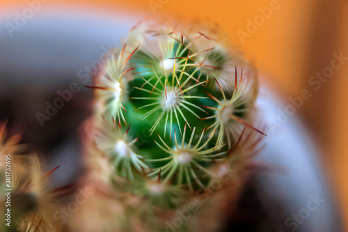 Small beautiful cactius in pots photo