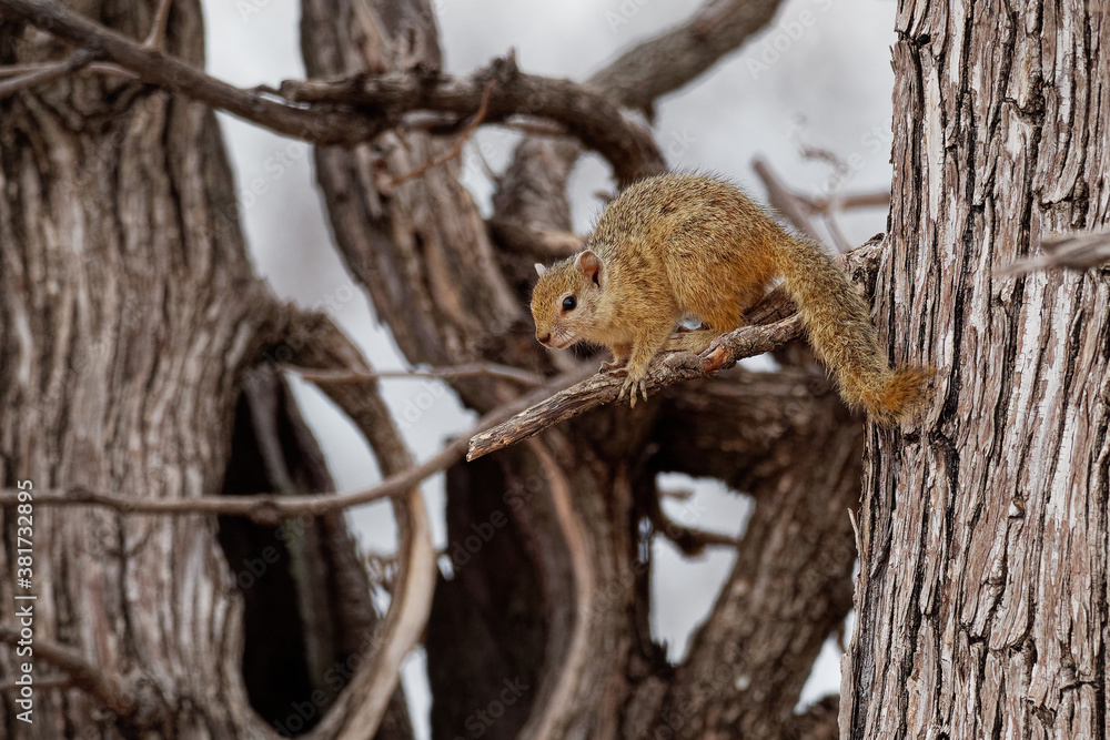 Smiths bush squirrel - Paraxerus (Sciurus) cepapi known as the yellow-footed squirrel or tree squirrel, is an African bush squirrel which is native to woodlands of the southern Afrotropics Smiths bush squirrel - Paraxerus (Sciurus) cepapi known as the yellow-footed squirrel or tree squirrel, is an African bush squirrel which is native to woodlands of the southern Afrotropics