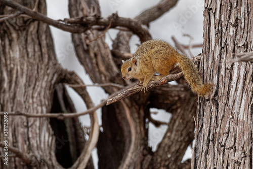 Smiths bush squirrel - Paraxerus (Sciurus) cepapi known as the yellow-footed squirrel or tree squirrel, is an African bush squirrel which is native to woodlands of the southern Afrotropics