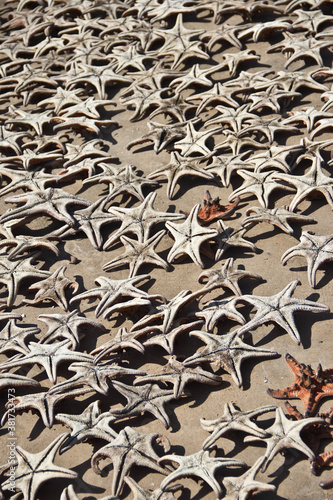 Starfish washed up on shore