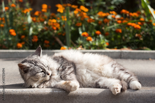 Photography A beautiful fluffy gray cat lies on the sidewalk against the background of a flower bed with marigolds