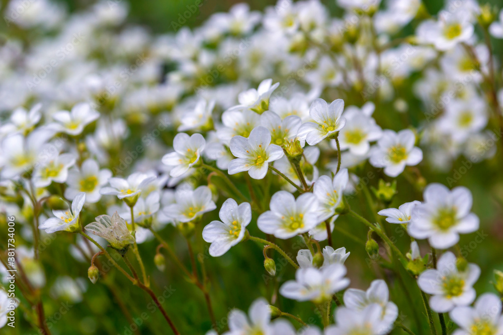 meadow white flowers with a yellow core meadow white flowers with a yellow core