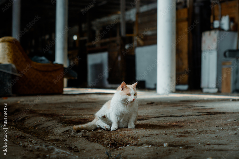 Cat sitting inside the building