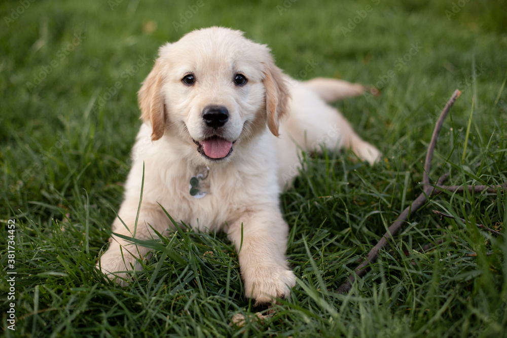 Golden Retriever puppy