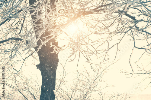 Fototapeta Naklejka Na Ścianę i Meble -  Hoarfrost on the tree in winter frosty morning. Beautiful winter landscape. Vintage filter