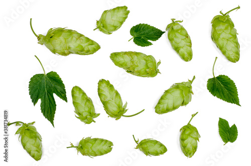 Plakat Hops isolated on white, top view