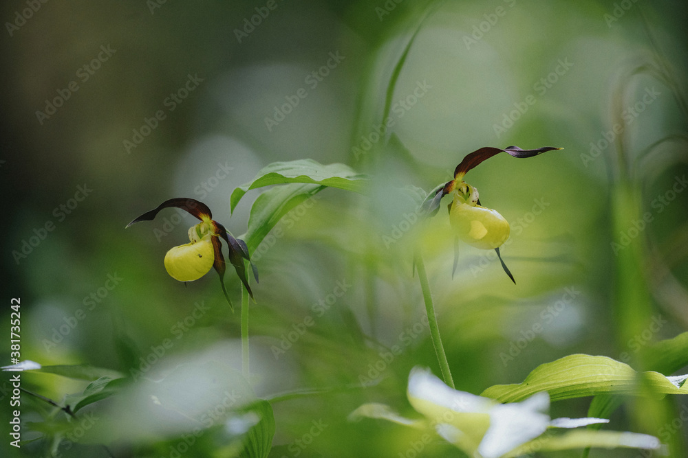 Cypripedium calceolus orchid in wild habitat Cypripedium calceolus orchid in wild habitat