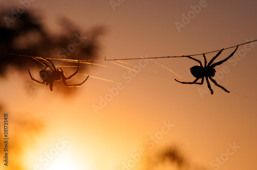 Wallpaper Mural Aranha Torontodigital.ca