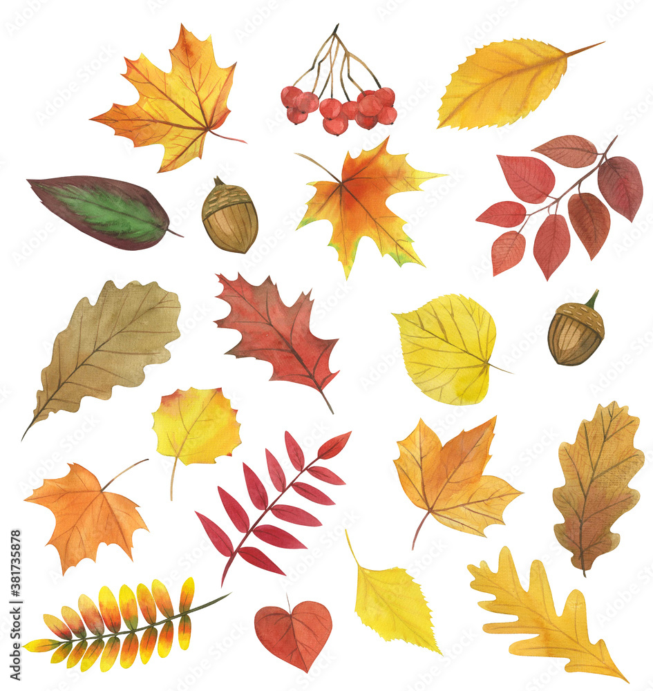 Set of watercolor autumn leaves, golden autumn, illustration on white background