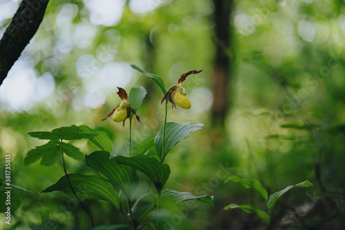 Cypripedium calceolus orchid in wild habitat photo