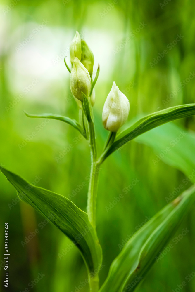 Fototapeta premium Deutschland - heimische Orchideen - Bleiches Waldvöglein - Cephalanthera damasonium