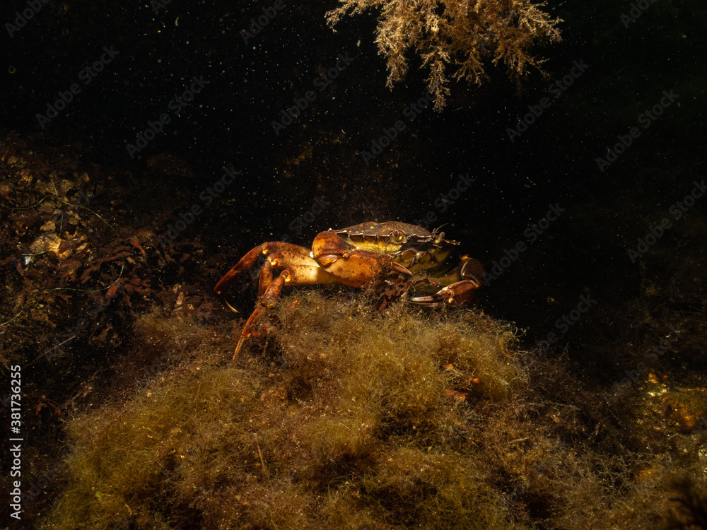 A closeup picture of a crab in a beautiful marine environment. Picture from Oresund, Malmo in southern Sweden.