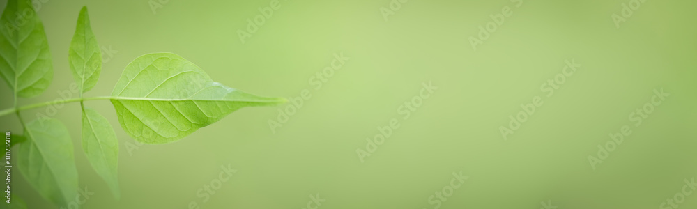 Closeup of green leaf on blurred greenery background in garden with bokeh and copy space using as background cover page concept. Closeup of green leaf on blurred greenery background in garden with bokeh and copy space using as background cover page concept.