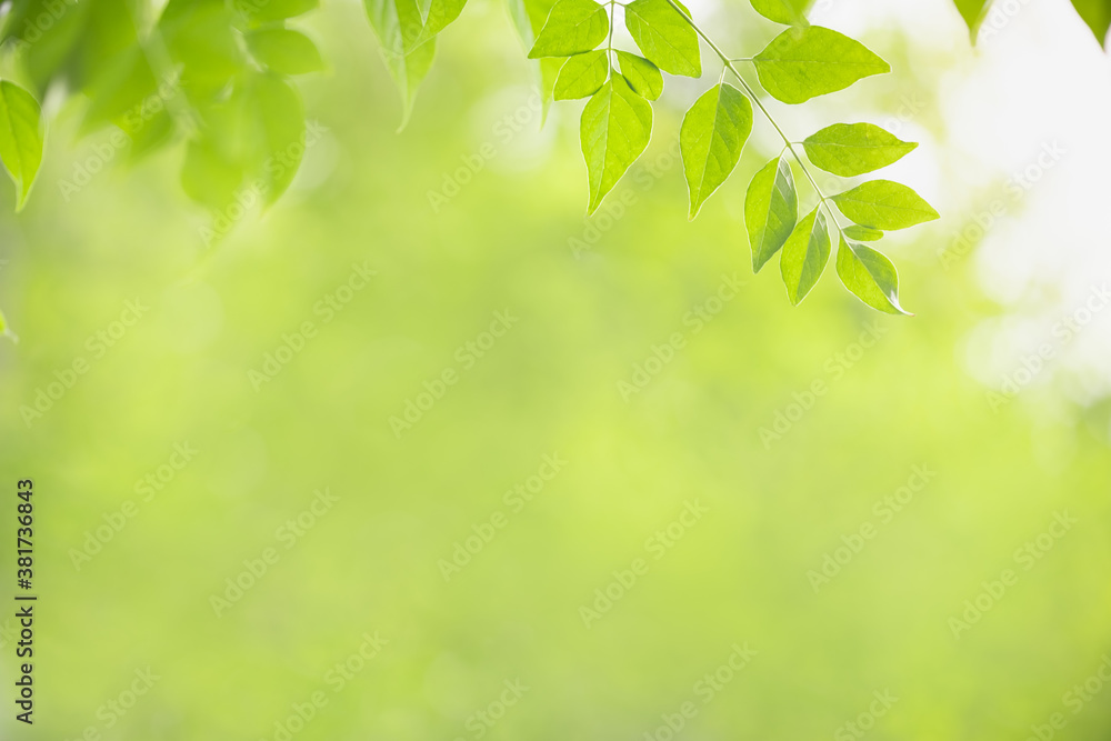 Closeup nature view of green leaf on blurred greenery background with copy space using as background natural green plants landscape, ecology, fresh wallpaper concept. Closeup nature view of green leaf on blurred greenery background with copy space using as background natural green plants landscape, ecology, fresh wallpaper concept.