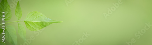 Closeup of green leaf on blurred greenery background in garden with bokeh and copy space using as background cover page concept.