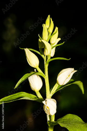 Deutschland - heimische Orchideen - Bleiches Waldvöglein - Cephalanthera
damasonium photo