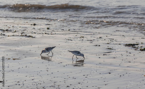 Calidris alba looking for f...