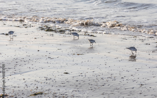 Calidris alba looking for f...