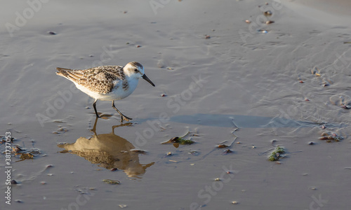 Calidris alba looking for f...