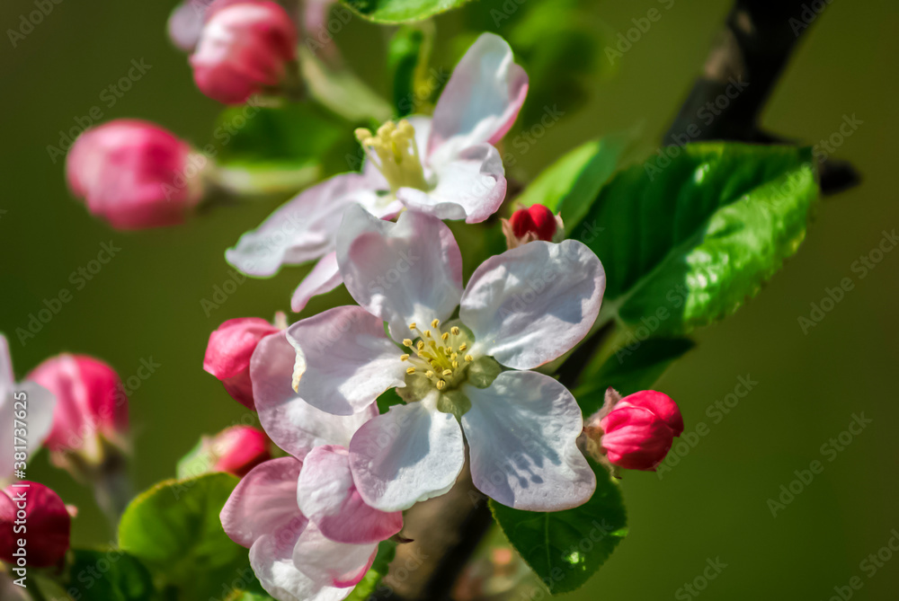 Fototapeta premium Beautiful flowers in full color