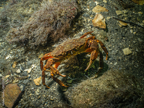 A closeup picture of a crab in a beautiful marine environment. Picture from Oresund  Malmo in southern Sweden.