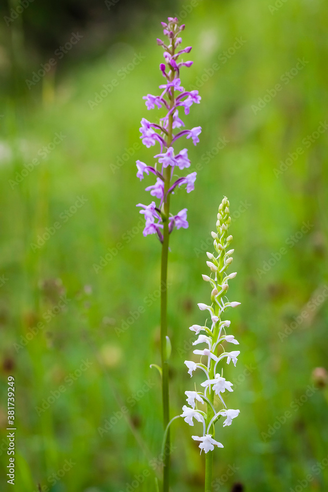 Orchidee - Großer Händelwurz - Gymnadenia conopsea Orchidee - Großer Händelwurz - Gymnadenia conopsea