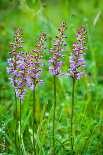 Orchidee - Großer Händelwurz - Gymnadenia conopsea