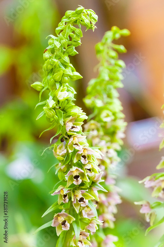Orchidee - Breitblättriger Ständelwurz - Epipactis helleborine
